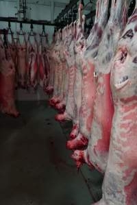 Carcasses in slaughterhouse chiller room - Gretna Quality Meats, Tasmania - Captured at Gretna Meatworks, Gretna TAS Australia.
