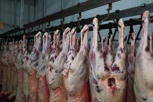 Carcasses in slaughterhouse chiller room - Gretna Quality Meats, Tasmania - Captured at Gretna Meatworks, Gretna TAS Australia.