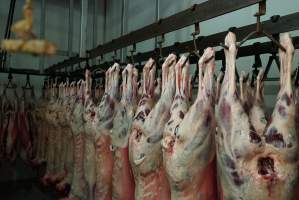 Carcasses in slaughterhouse chiller room - Gretna Quality Meats, Tasmania - Captured at Gretna Meatworks, Gretna TAS Australia.