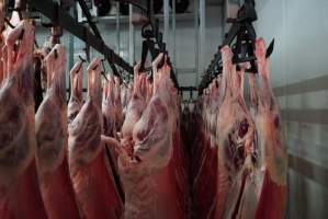 Carcasses in slaughterhouse chiller room - Gretna Quality Meats, Tasmania - Captured at Gretna Meatworks, Gretna TAS Australia.
