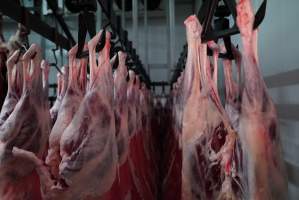 Carcasses in slaughterhouse chiller room - Gretna Quality Meats, Tasmania - Captured at Gretna Meatworks, Gretna TAS Australia.