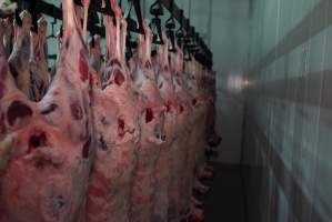 Carcasses in slaughterhouse chiller room - Gretna Quality Meats, Tasmania - Captured at Gretna Meatworks, Gretna TAS Australia.
