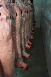 Carcasses in slaughterhouse chiller room - Gretna Quality Meats, Tasmania - Captured at Gretna Meatworks, Gretna TAS Australia.