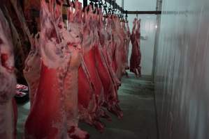 Carcasses in slaughterhouse chiller room - Gretna Quality Meats, Tasmania - Captured at Gretna Meatworks, Gretna TAS Australia.