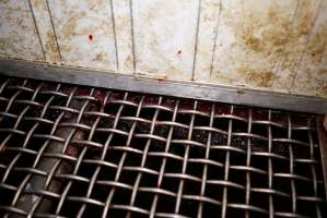 Congealed blood underneath kill pen - Gretna Quality Meats, Tasmania - Captured at Gretna Meatworks, Gretna TAS Australia.