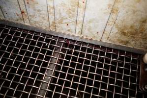 Congealed blood underneath kill pen - Gretna Quality Meats, Tasmania - Captured at Gretna Meatworks, Gretna TAS Australia.