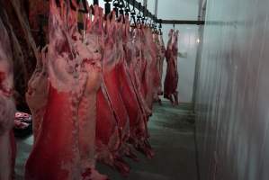 Carcasses in slaughterhouse chiller room - Gretna Quality Meats, Tasmania - Captured at Gretna Meatworks, Gretna TAS Australia.