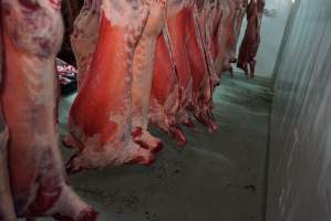 Carcasses in slaughterhouse chiller room - Gretna Quality Meats, Tasmania - Captured at Gretna Meatworks, Gretna TAS Australia.