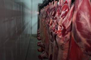 Carcasses in slaughterhouse chiller room - Gretna Quality Meats, Tasmania - Captured at Gretna Meatworks, Gretna TAS Australia.