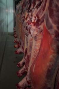 Carcasses in slaughterhouse chiller room - Gretna Quality Meats, Tasmania - Captured at Gretna Meatworks, Gretna TAS Australia.