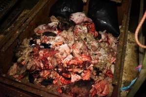 Truck trailer filled with body parts and heads - Gretna Quality Meats, Tasmania - Captured at Gretna Meatworks, Gretna TAS Australia.