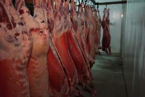 Carcasses in slaughterhouse chiller room - Gretna Quality Meats, Tasmania - Captured at Gretna Meatworks, Gretna TAS Australia.