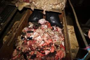 Truck trailer filled with body parts and heads - Gretna Quality Meats, Tasmania - Captured at Gretna Meatworks, Gretna TAS Australia.