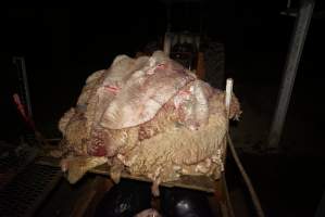 Pile of sheep skins - Gretna Quality Meats, Tasmania - Captured at Gretna Meatworks, Gretna TAS Australia.