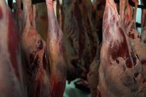 Carcasses in slaughterhouse chiller room - Gretna Quality Meats, Tasmania - Captured at Gretna Meatworks, Gretna TAS Australia.