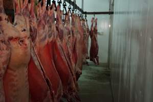 Carcasses in slaughterhouse chiller room - Gretna Quality Meats, Tasmania - Captured at Gretna Meatworks, Gretna TAS Australia.