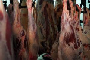 Carcasses in slaughterhouse chiller room - Gretna Quality Meats, Tasmania - Captured at Gretna Meatworks, Gretna TAS Australia.