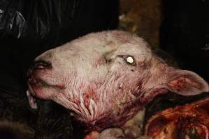 Severed sheep's head in truck trailer - Gretna Quality Meats, Tasmania - Captured at Gretna Meatworks, Gretna TAS Australia.