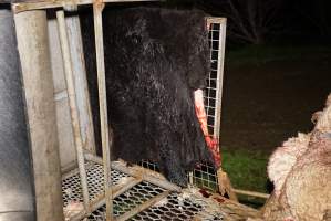 Cow skin - Gretna Quality Meats, Tasmania - Captured at Gretna Meatworks, Gretna TAS Australia.