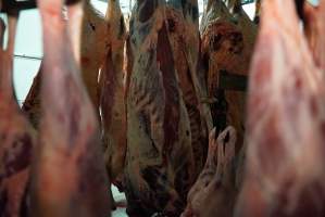 Carcasses in slaughterhouse chiller room - Gretna Quality Meats, Tasmania - Captured at Gretna Meatworks, Gretna TAS Australia.