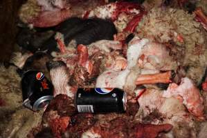 Can of Pepsi in pile of body parts and heads - Gretna Quality Meats, Tasmania - Captured at Gretna Meatworks, Gretna TAS Australia.
