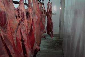 Carcasses in slaughterhouse chiller room - Gretna Quality Meats, Tasmania - Captured at Gretna Meatworks, Gretna TAS Australia.