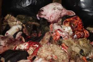 Truck trailer filled with body parts and heads - Gretna Quality Meats, Tasmania - Captured at Gretna Meatworks, Gretna TAS Australia.