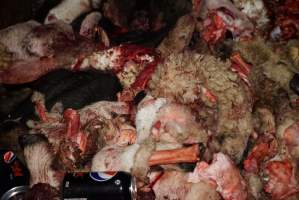 Truck trailer filled with body parts and heads - Gretna Quality Meats, Tasmania - Captured at Gretna Meatworks, Gretna TAS Australia.