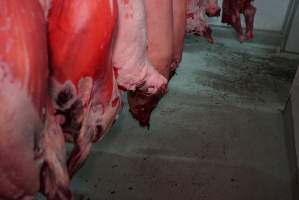 Carcasses in slaughterhouse chiller room - Gretna Quality Meats, Tasmania - Captured at Gretna Meatworks, Gretna TAS Australia.