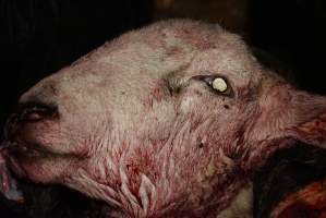 Severed sheep's head - Gretna Quality Meats, Tasmania - Captured at Gretna Meatworks, Gretna TAS Australia.