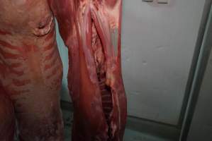 Carcasses in slaughterhouse chiller room - Gretna Quality Meats, Tasmania - Captured at Gretna Meatworks, Gretna TAS Australia.
