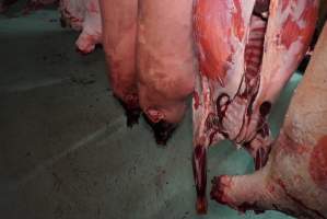 Carcasses in slaughterhouse chiller room - Gretna Quality Meats, Tasmania - Captured at Gretna Meatworks, Gretna TAS Australia.