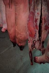 Carcasses in slaughterhouse chiller room - Gretna Quality Meats, Tasmania - Captured at Gretna Meatworks, Gretna TAS Australia.