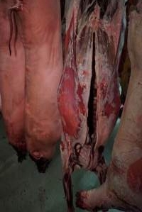 Carcasses in slaughterhouse chiller room - Gretna Quality Meats, Tasmania - Captured at Gretna Meatworks, Gretna TAS Australia.