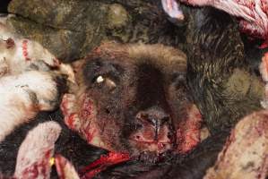 Severed sheep or goat head - Gretna Quality Meats, Tasmania - Captured at Gretna Meatworks, Gretna TAS Australia.