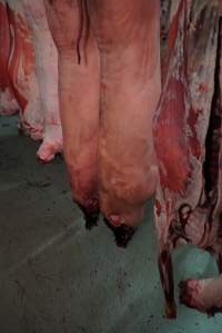 Carcasses in slaughterhouse chiller room - Gretna Quality Meats, Tasmania - Captured at Gretna Meatworks, Gretna TAS Australia.