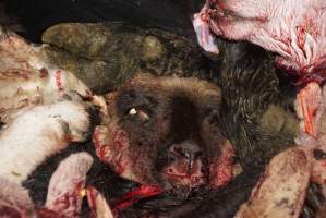 Severed sheep or goat head - Gretna Quality Meats, Tasmania - Captured at Gretna Meatworks, Gretna TAS Australia.