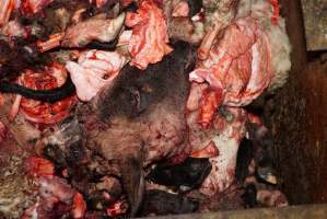 Truck trailer full of severed heads and body parts - Gretna Quality Meats, Tasmania - Captured at Gretna Meatworks, Gretna TAS Australia.
