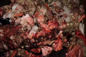 Truck trailer full of severed heads and body parts - Gretna Quality Meats, Tasmania - Captured at Gretna Meatworks, Gretna TAS Australia.