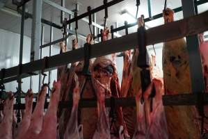 Carcasses in slaughterhouse chiller room - Gretna Quality Meats, Tasmania - Captured at Gretna Meatworks, Gretna TAS Australia.