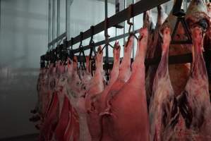 Carcasses in slaughterhouse chiller room - Gretna Quality Meats, Tasmania - Captured at Gretna Meatworks, Gretna TAS Australia.