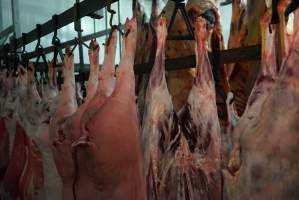 Carcasses in slaughterhouse chiller room - Gretna Quality Meats, Tasmania - Captured at Gretna Meatworks, Gretna TAS Australia.