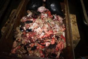 Truck trailer full of severed heads and body parts - Gretna Quality Meats, Tasmania - Captured at Gretna Meatworks, Gretna TAS Australia.