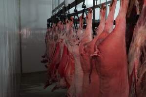 Carcasses in slaughterhouse chiller room - Gretna Quality Meats, Tasmania - Captured at Gretna Meatworks, Gretna TAS Australia.