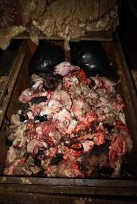 Truck trailer full of severed heads and body parts - Pile of sheep skins on top - Captured at Gretna Meatworks, Gretna TAS Australia.