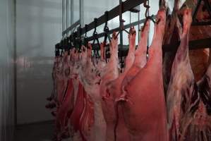 Carcasses in slaughterhouse chiller room - Gretna Quality Meats, Tasmania - Captured at Gretna Meatworks, Gretna TAS Australia.