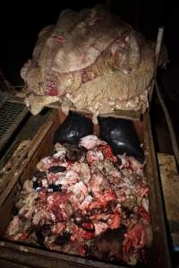 Truck trailer full of severed heads and body parts - Pile of sheep skins above - Captured at Gretna Meatworks, Gretna TAS Australia.