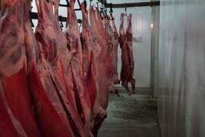 Carcasses in slaughterhouse chiller room - Gretna Quality Meats, Tasmania - Captured at Gretna Meatworks, Gretna TAS Australia.