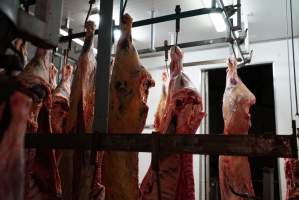 Carcasses in slaughterhouse chiller room - Gretna Quality Meats, Tasmania - Captured at Gretna Meatworks, Gretna TAS Australia.