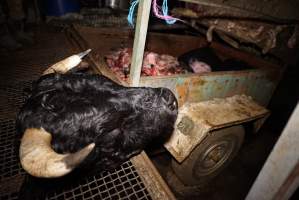 Severed bull's head - Truck trailer full of heads and body parts in background - Captured at Gretna Meatworks, Gretna TAS Australia.